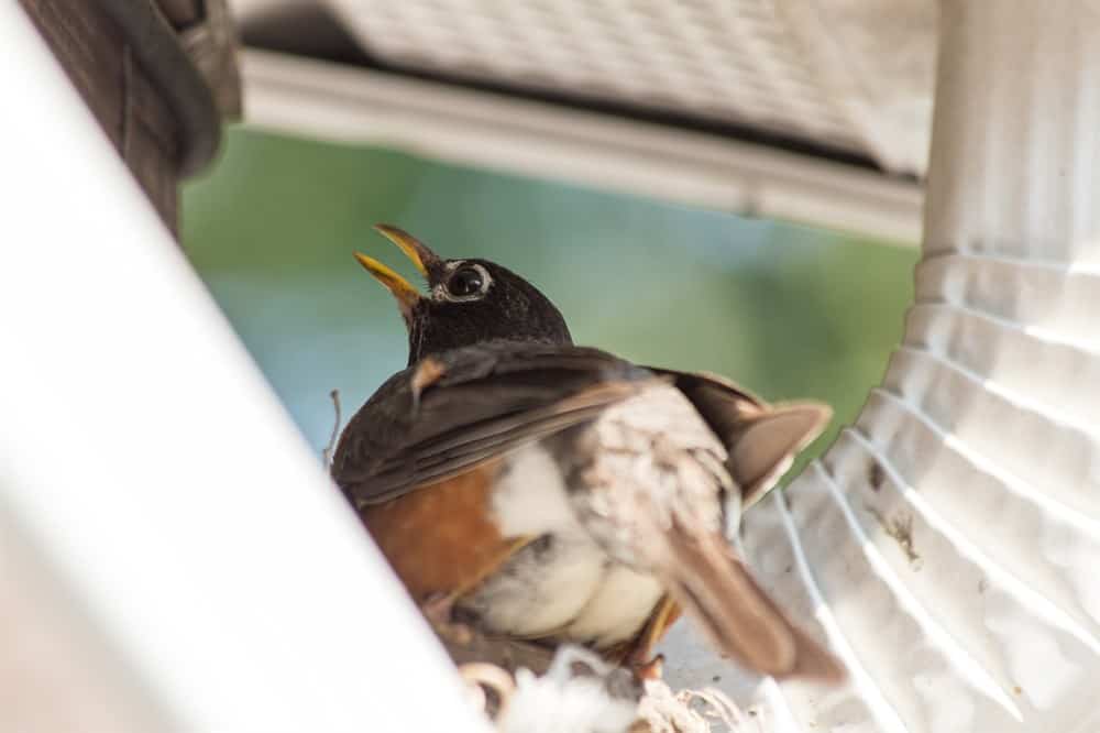 BackyardBella's tweet image. How To Get A Bird Out Of A Downspout
#birds #wildlife #gutters #gutterguards #gutterservices #guttercleaning #backyard #yard #yardwork #backyards #DIY #outdoorliving
Read the full article
👇👇👇👇👇👇👇👇

backyardbella.com/faqs/how-to-ge…