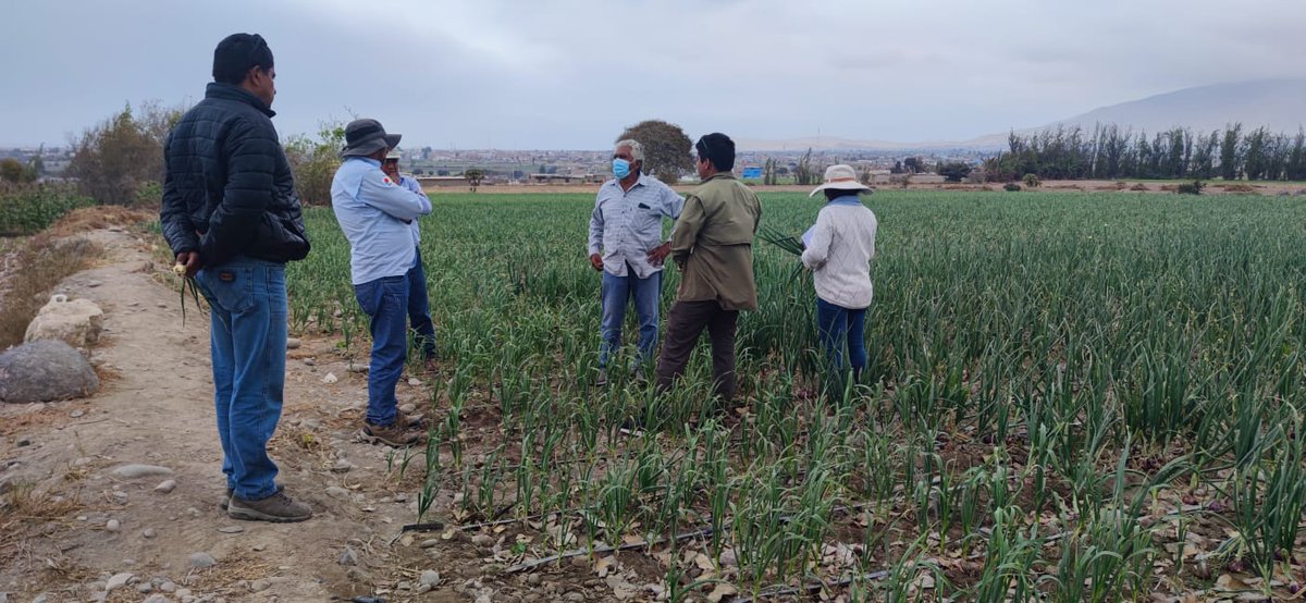 Onion farmers in Arequipa, Peru.