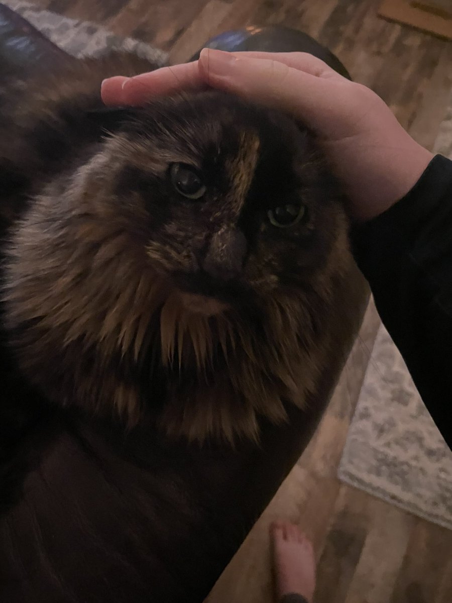 Lettuce (@lettucethecat) on Twitter photo 