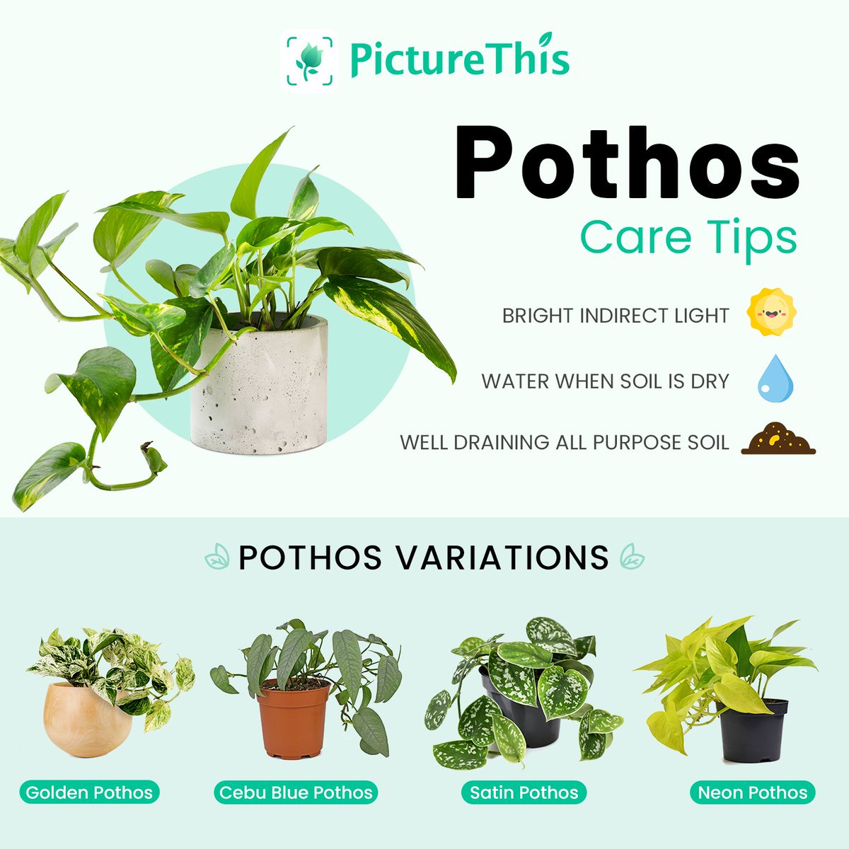 PictureThisAI's tweet photo. Pothos plant care tips.
Share which plant you have in the comments ๐ค
To know more about plant's care guide, please visit Picturethis App.๐ต๐ฟ
#plants #picturethisai #plantmakespeoplehappy #gardentips #tips #pothos #pothosplant https://t.co/gB5zfSYiHE