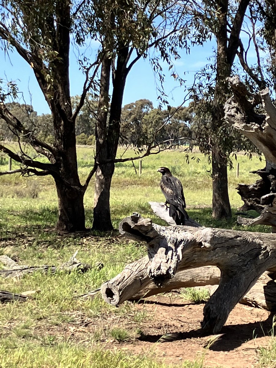 Andrew harding tweet media