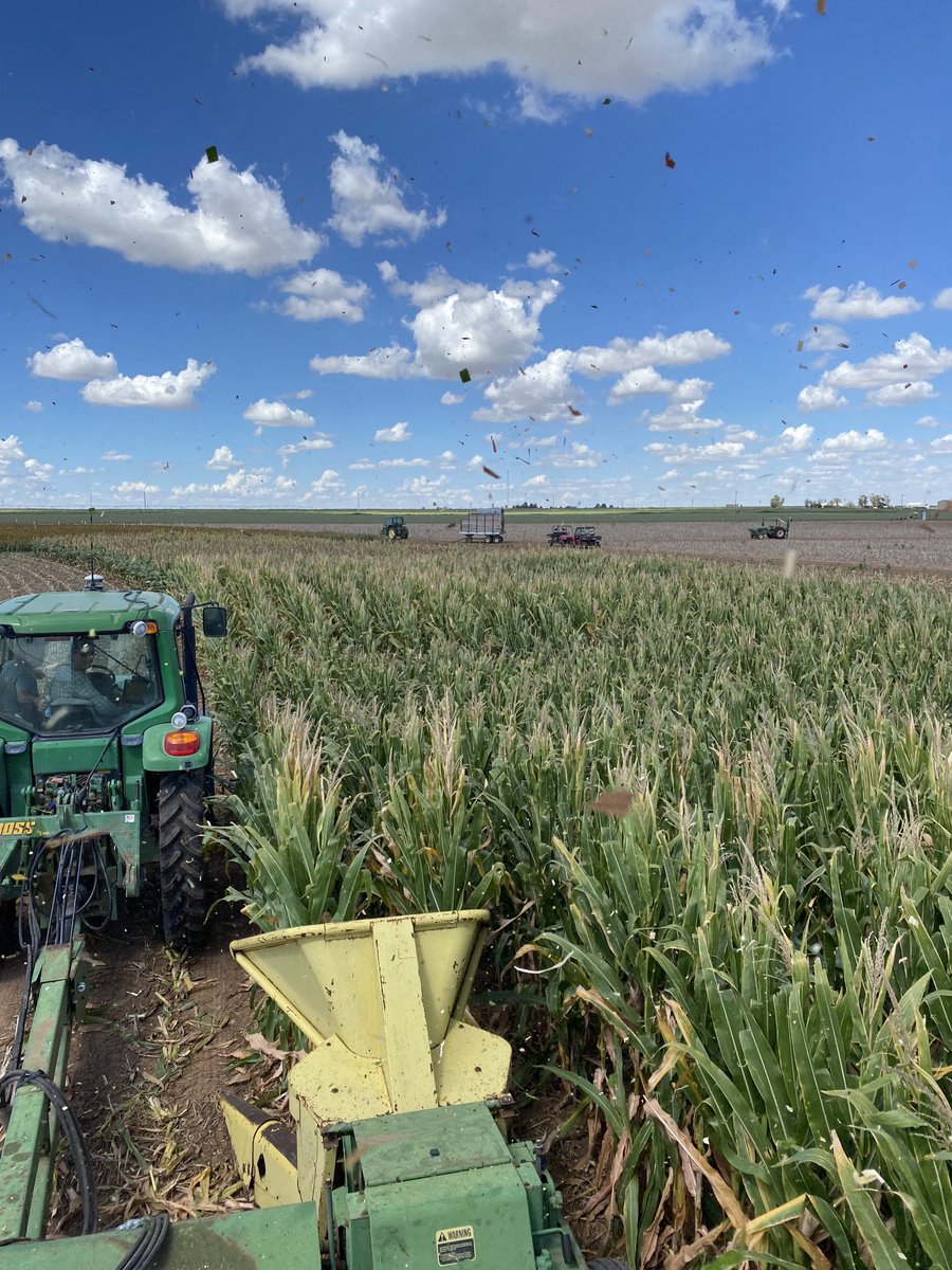 IdahoForage's tweet photo. Today, we harvested forage corn and sorghum. Consistently for four years, forage yield was higher with cover crops than fallow. We are also excited to see the cover cropping impact on soil carbon sequestration, nitrogen use, and seasonal dynamics of carbon and nitrogen pools. https://t.co/XGRTbudbo2