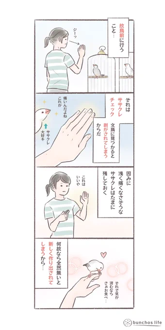 文鳥は何故そんなにササクレが好きなのか…放鳥の前にはササクレが無いか確認が必要
#文鳥 
#bunchoslife 
#4コマ漫画 