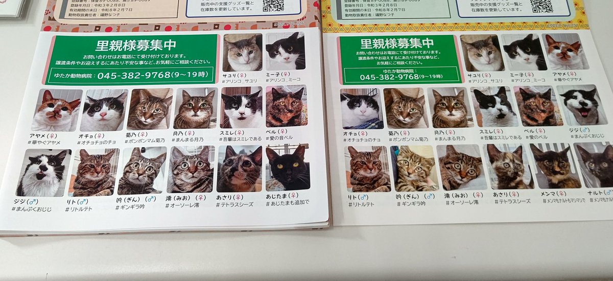 白黒猫おじじ ずっとのお家探し中 Hachiware Ojiji Twitter