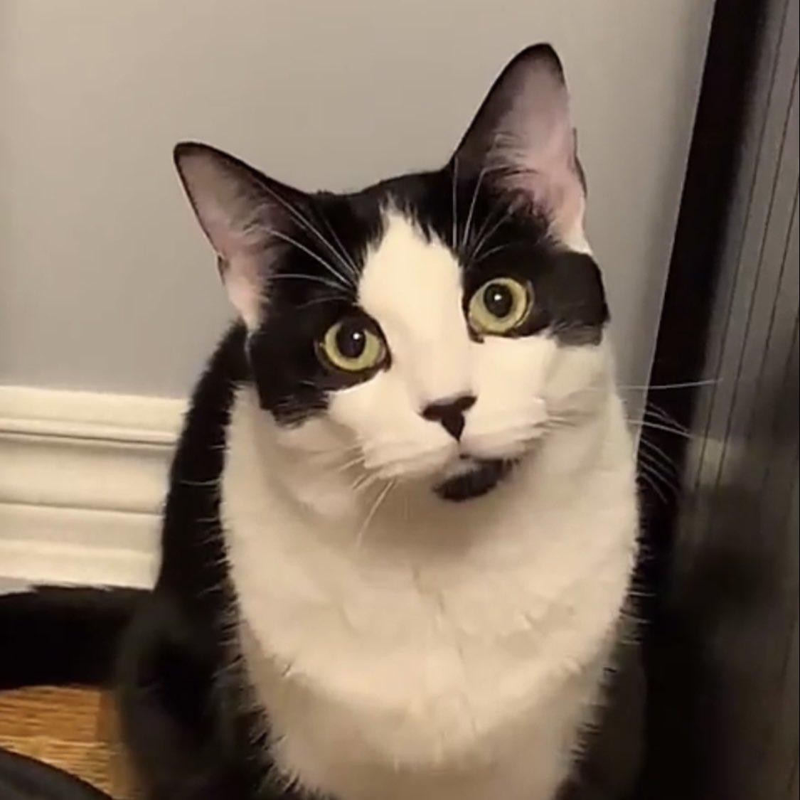 AmandaLydiaM's tweet photo. @_katepaterson Too cute! I'm living for the cat posts and must add my own! This is my silly boy, Max 🥰 https://t.co/5QQzudOOgT