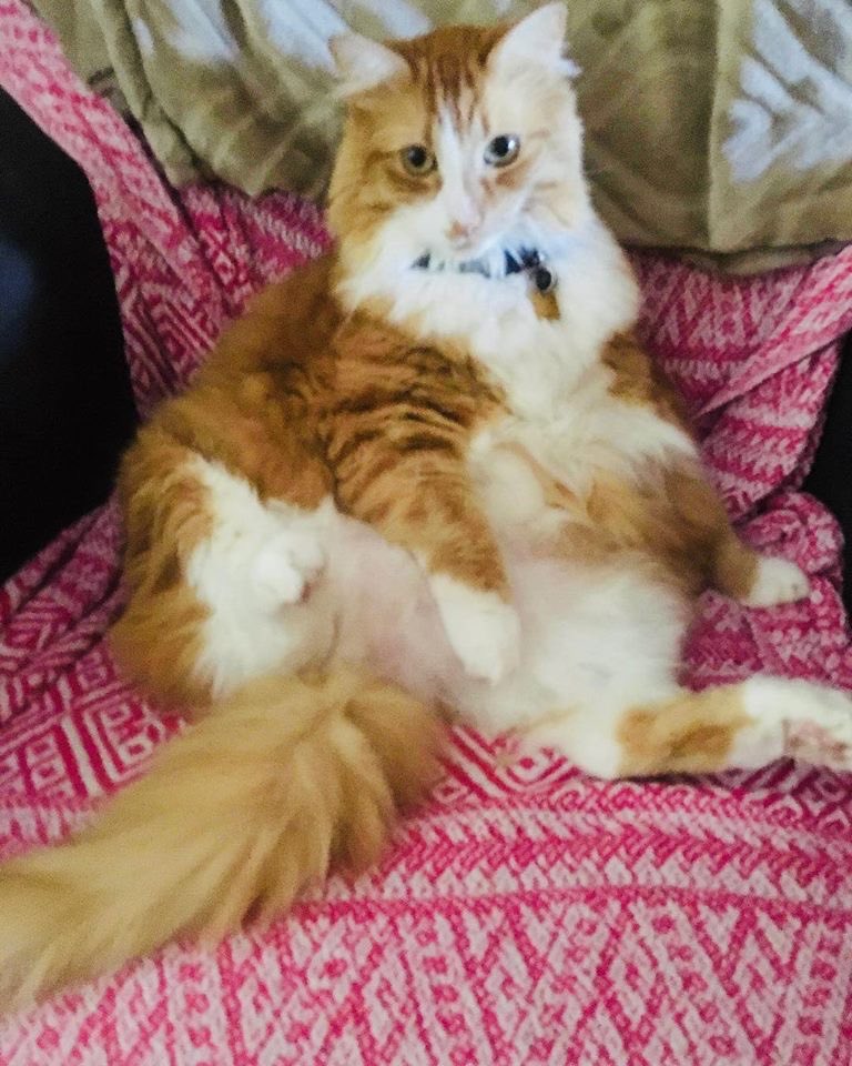 Grayling71's tweet photo. @trixiemattel Meet my ginger pussy, Joel. #ginger #pussy https://t.co/vjZ4NeORm1
