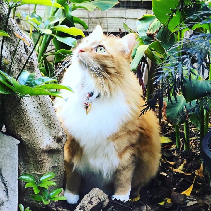 Grayling71's tweet photo. @trixiemattel Meet my ginger pussy, Joel. #ginger #pussy https://t.co/vjZ4NeORm1