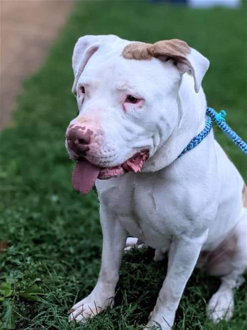 If you’re looking for a basic bestie to do all the fall things with, I think we found you a match. Gayle enjoys pumpkin spice lattes, winery trips, and bonfires. 

4 YO, 65 LBS,  🍂C O Z Y 🍂

needypaws.org/animals/detail…

#mondaysareforthepits #AdoptDontShop