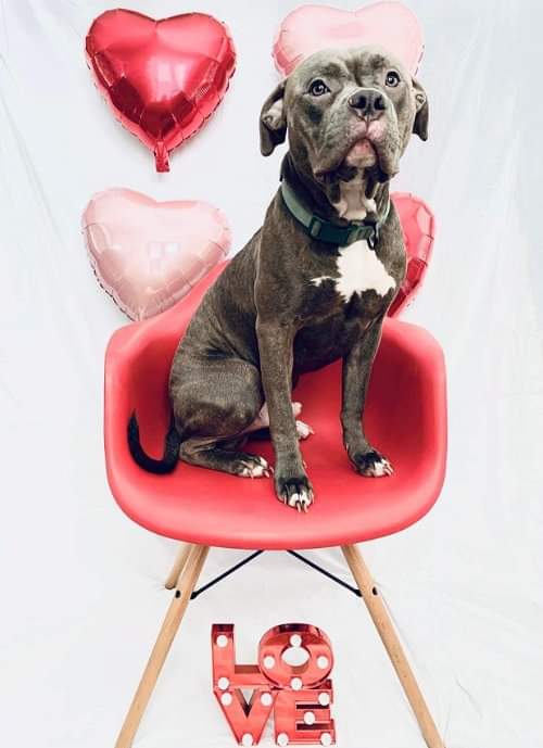 Cash is the cutest couch potato. He does like to play but really likes to snuggle on the couch. If you have room on your couch please adopt Cash!
needypaws.rescuegroups.org/animals/detail…
Cash 2 years 75lbs COUCH KING
 #needypawsstl #rescuedismyfavoritebreed #adoptdontshop