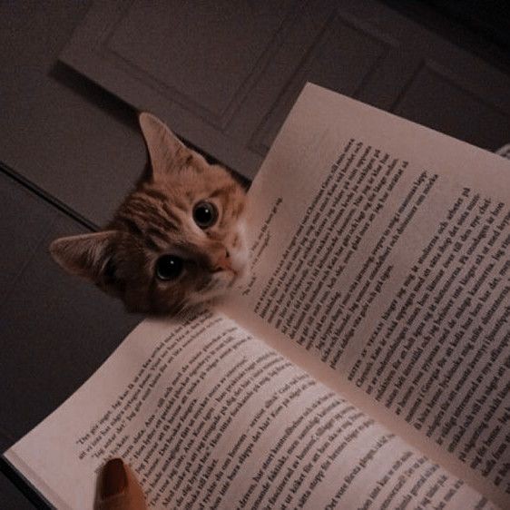 Anthony S. 📚 tweet media