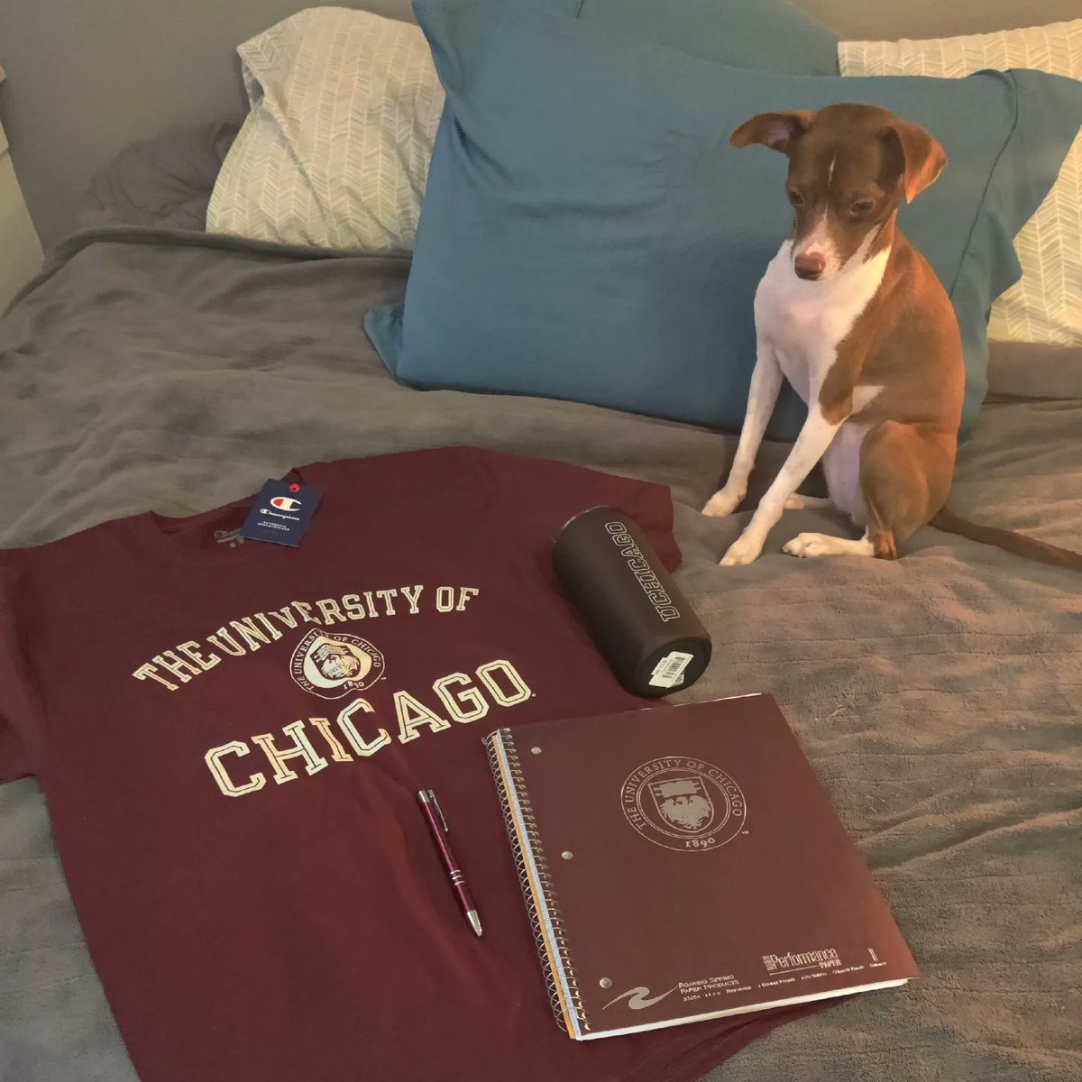 ClariceJR12's tweet photo. Picture of my dog Cinnamon. When I received a bunch of goodies from @UChicagoCrown she was less than impressed. I think she was expecting treats from Amazon. thankful to have my pup with me on this academic journey! #PhD this could be a meme 😂 #phdmemes https://t.co/mAiuyQhuZ2