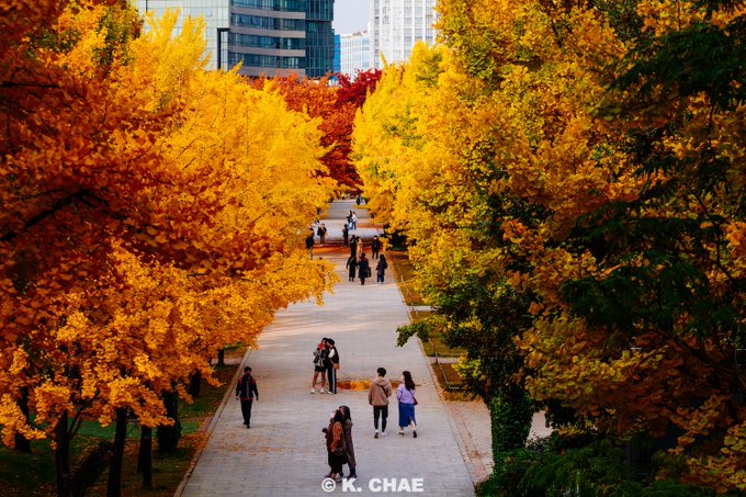 kchae's tweet photo. 서울이 이런 색들로 물들 날이 이제 얼마 남지 않았네요. 아직도 덥지만, 그래도 가을은 분명히 올거니까요. https://t.co/rY52lEAx5i