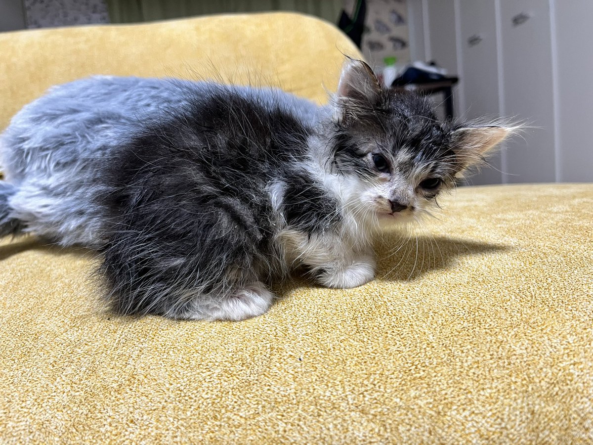 microtokage's tweet photo. ねこ来た https://t.co/uFdbIgdOVF