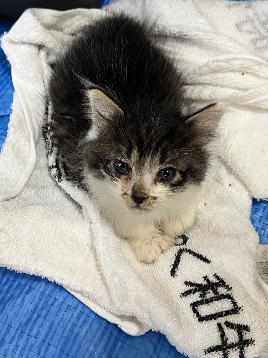 microtokage's tweet photo. ねこ来た https://t.co/uFdbIgdOVF
