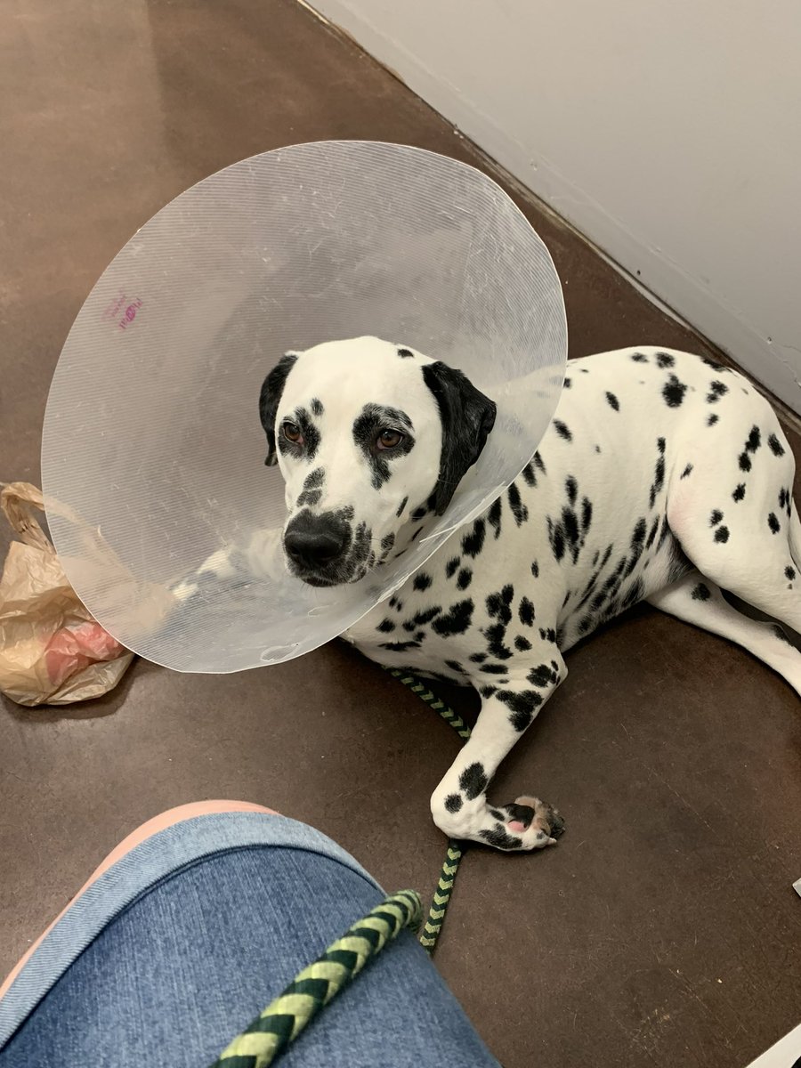 RuletheMoment's tweet image. @TimTebow prayer request for my baby Liberty Belle. She’s still struggling through a staff infection that ate through her paw… and, I’m still struggling through the vet bills. #LifeWithLiberty #DalmatianMom