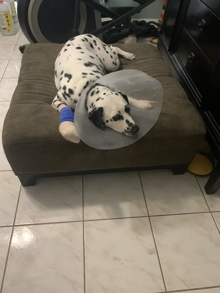 RuletheMoment's tweet image. @TimTebow prayer request for my baby Liberty Belle. She’s still struggling through a staff infection that ate through her paw… and, I’m still struggling through the vet bills. #LifeWithLiberty #DalmatianMom