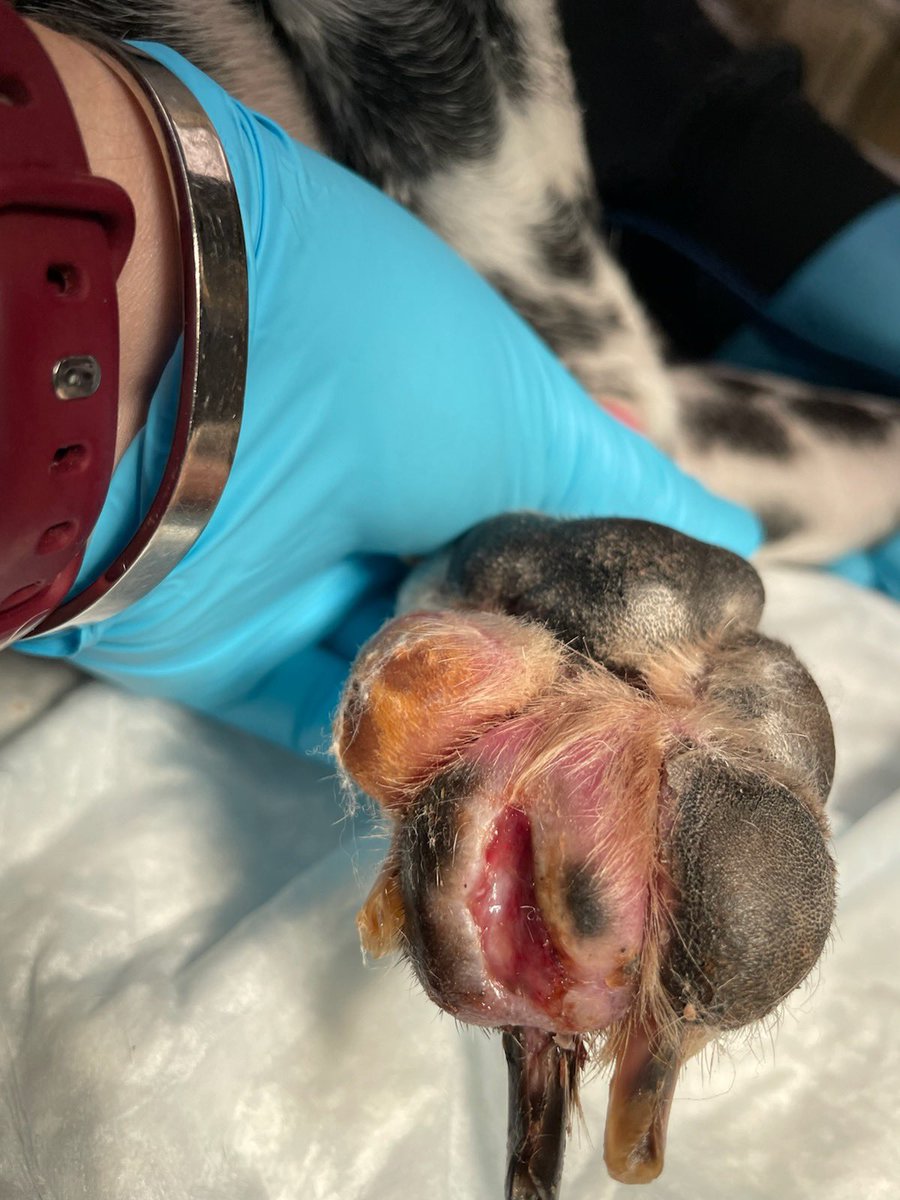 RuletheMoment's tweet image. @TimTebow prayer request for my baby Liberty Belle. She’s still struggling through a staff infection that ate through her paw… and, I’m still struggling through the vet bills. #LifeWithLiberty #DalmatianMom