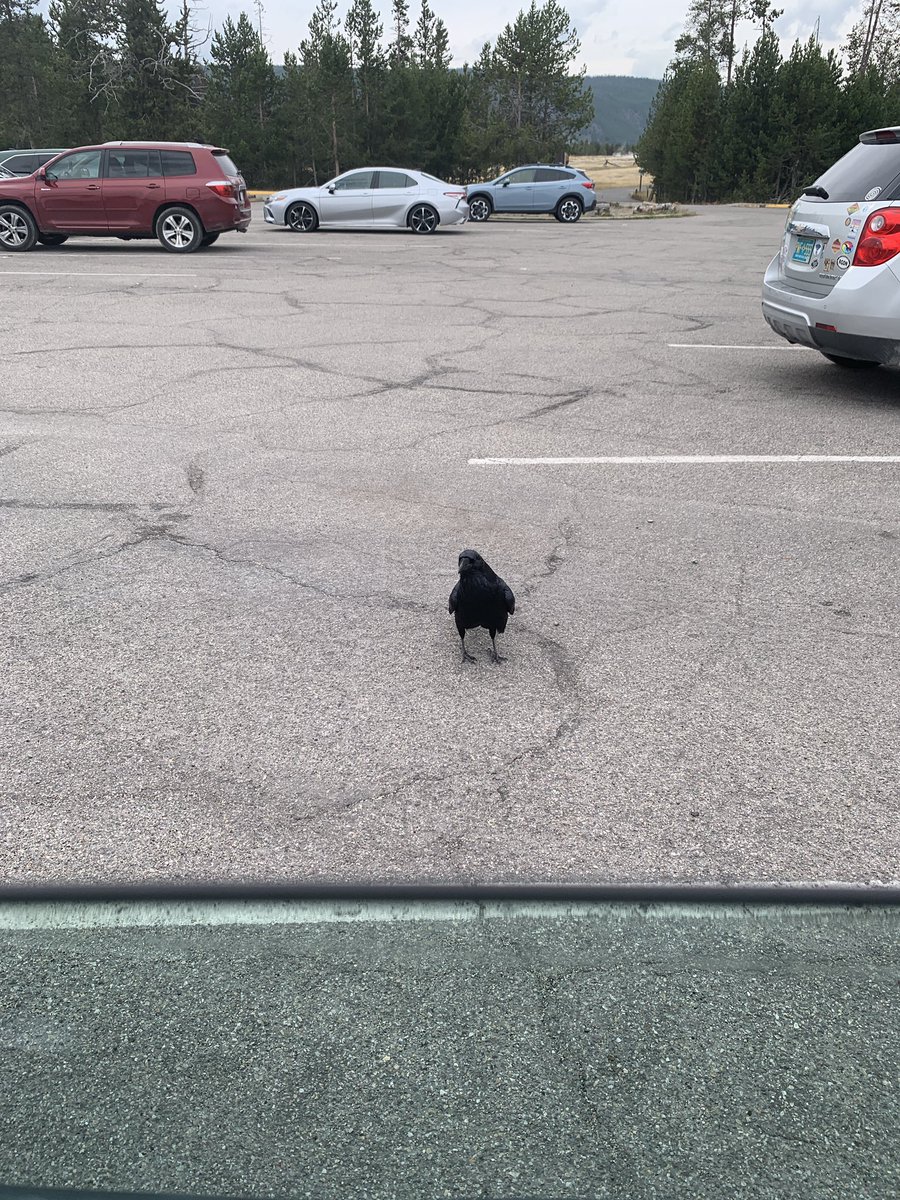 TheLotch's tweet photo. Also on day 4 I met with my first IRL boss battle, meet:
**KING CROW OF THE YELLOWSTONE VALLEY** https://t.co/vxG0bh0jMv