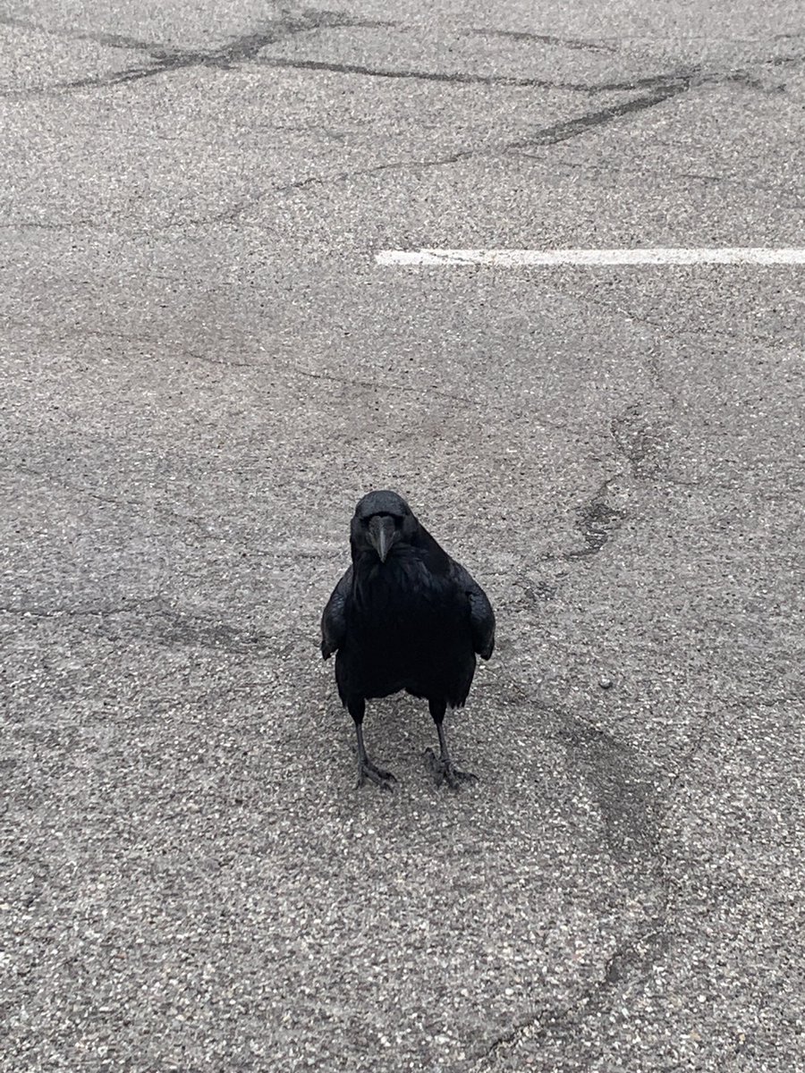 TheLotch's tweet photo. Also on day 4 I met with my first IRL boss battle, meet:
**KING CROW OF THE YELLOWSTONE VALLEY** https://t.co/vxG0bh0jMv