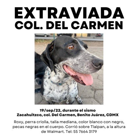 knormiux's tweet photo. #DelValle #Narvarte #Alamos #portales #nativitas #Napoles 
#perrosperdidos #perrosextraviados https://t.co/uwXto8IF0i