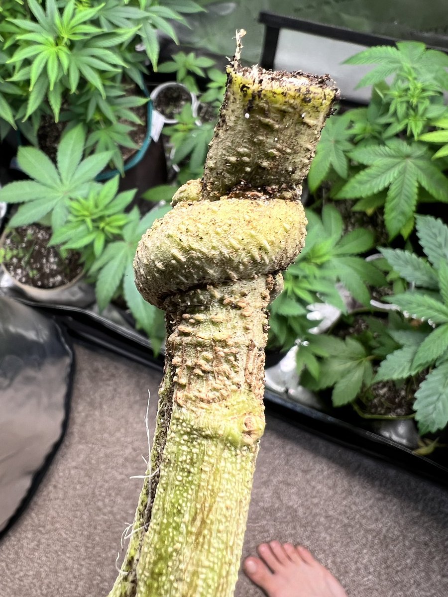 716nugs's tweet photo. The #whyknot Lab Leak came down today. She was really struggling at the end, but the trichomes had spoken and I saw the amber I was looking for. 

#growyourown #CannabisCommunity #Mmemberville #GoBills https://t.co/Wp1jbbzJmr