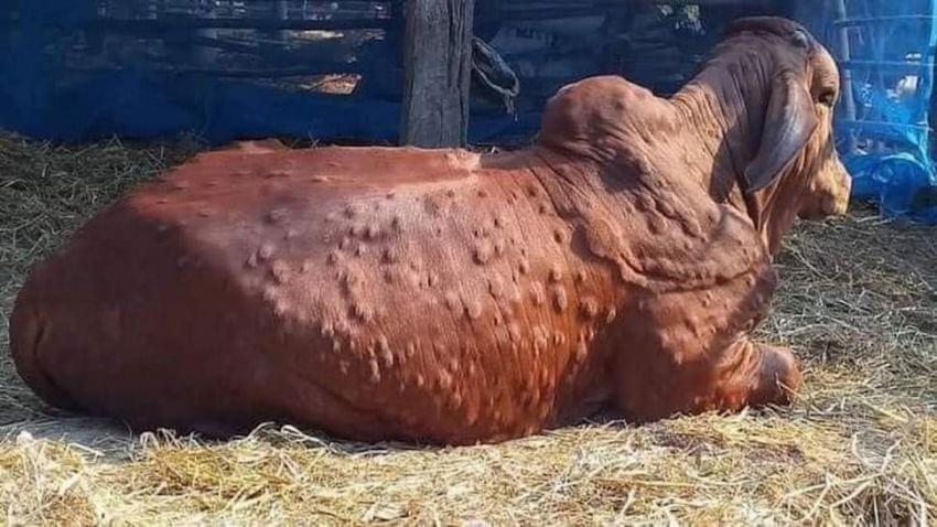 ppl_perception's tweet photo. Thousands of Cows died and dying because of Lumpy virus.
I request @PMOIndia @narendramodi @BJP4India to take necessary action immediately and protect gaumata.
लोका: समस्ता: सुखिनो भवन्तु🙏
धर्मो रक्षति रक्षितः 🚩🙏
#GauMaataBachao #lumpyskindisease #gaumaata https://t.co/mxsvFLOvEt