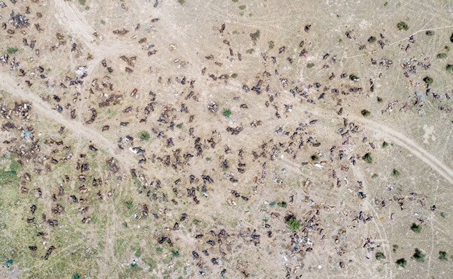 ppl_perception's tweet photo. Thousands of Cows died and dying because of Lumpy virus.
I request @PMOIndia @narendramodi @BJP4India to take necessary action immediately and protect gaumata.
लोका: समस्ता: सुखिनो भवन्तु🙏
धर्मो रक्षति रक्षितः 🚩🙏
#GauMaataBachao #lumpyskindisease #gaumaata https://t.co/mxsvFLOvEt