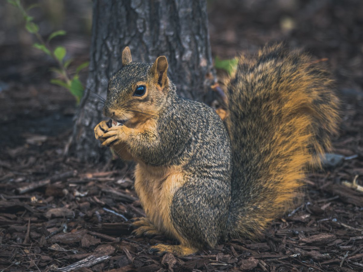 CellfishPhoto's tweet photo. So precious. She is one of my favorites
#nature #naturephotography #wildlifephotography #wildlife #squirrel #squirrels #Colorado #backyardanimals https://t.co/5Lpwooh6SC