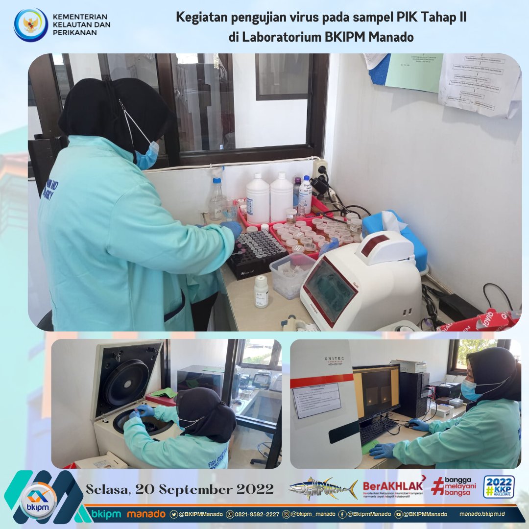 BKIPMBitung's tweet photo. Selasa, 20 September 2022 #KKPAccelerate 
Kegiatan pengujian Virus pada sampel PIK Tahap II oleh analis di laboratorium BKIPM Manado.
@bkipm_kkp
@BKIPMManado
@Muhlin21
@DollyLumenta
@pondaag_vera
@like_watung https://t.co/tuCCOP6i6n