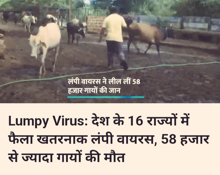 javeds718's tweet photo. #लम्पी_वायरस के नाम पर महाराष्ट्र मे #गोश्त_बैन कर दिया गया है,
ठीक है पर दूध कब बैन होगा ?
दूध भी बैन करो क्या दूध से वायरस नही फैलेगा ?
@mieknathshinde
@Dev_Fadnavis
#LampiVirus
#MilkBan #MeetBan #Qureshi
@imtiaz_jaleel @warispathan @MuftiIsmailQsm @FarukShah_MLA @syedaleem456 https://t.co/rWHDIfuK9s