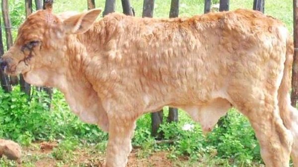 ok_bye010's tweet image. Just loving dogs doesn&apos;t make you an animal lover 🥲
#gaumatabachao #savecows #lampivirus