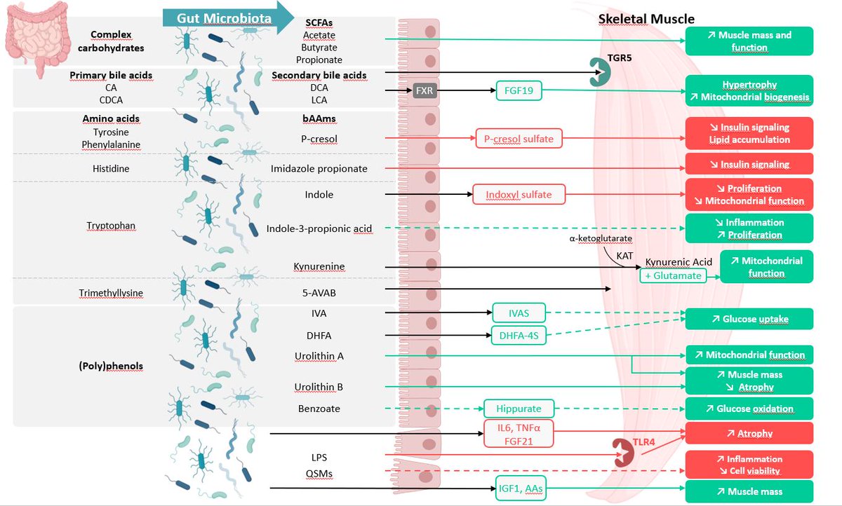 Laure Bindels (@laure_bindels) on Twitter photo Check out our new #review with <a href="/Ca_Lefevre/">Camille LEFEVRE</a> on the impact of the gut #microbiome on #muscle physiology and pathophysiology ! #cachexia #Tรฉlรฉvie <a href="/UCLouvain_ADRE/">UCLouvain Recherche-Research</a> @Welbio_asbl <a href="/frsFNRS/">F.R.S.-FNRS</a> rdcu.be/cVUHo Check out our new #review with <a href="/Ca_Lefevre/">Camille LEFEVRE</a> on the impact of the gut #microbiome on #muscle physiology and pathophysiology ! #cachexia #Tรฉlรฉvie <a href="/UCLouvain_ADRE/">UCLouvain Recherche-Research</a> @Welbio_asbl <a href="/frsFNRS/">F.R.S.-FNRS</a> rdcu.be/cVUHo