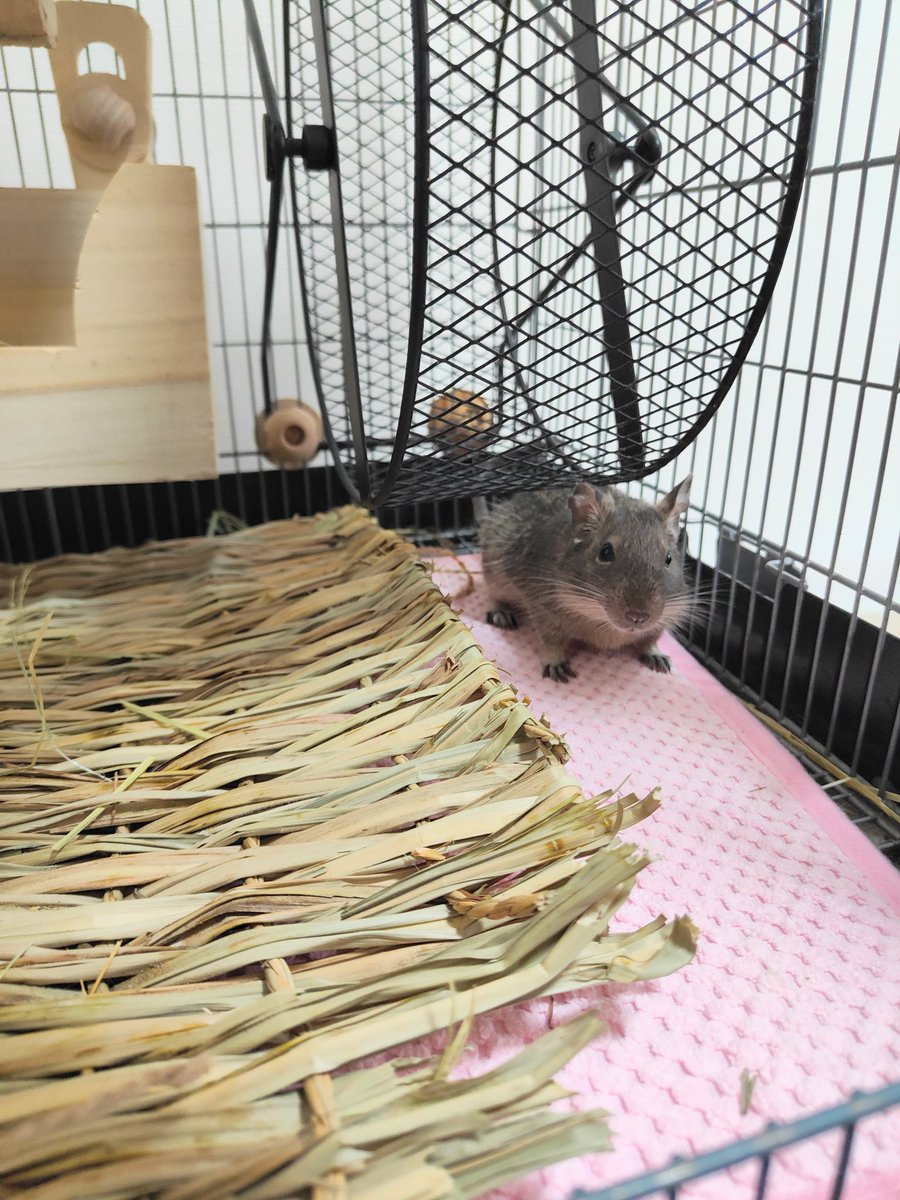 degu_potato's tweet image. 知り合いから
お嫁さんとして我が家にやってきた
メイクイーンのめーちゃんです。

臆病でずっと隠れています。