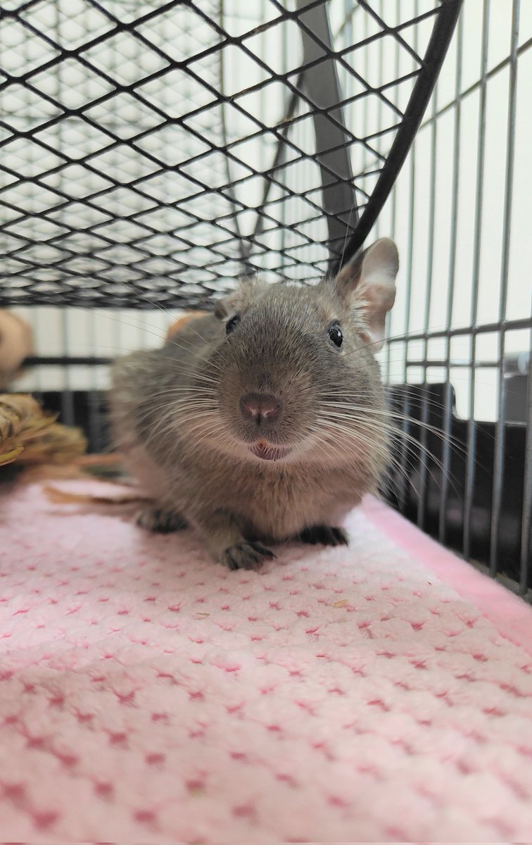 degu_potato's tweet image. 知り合いから
お嫁さんとして我が家にやってきた
メイクイーンのめーちゃんです。

臆病でずっと隠れています。