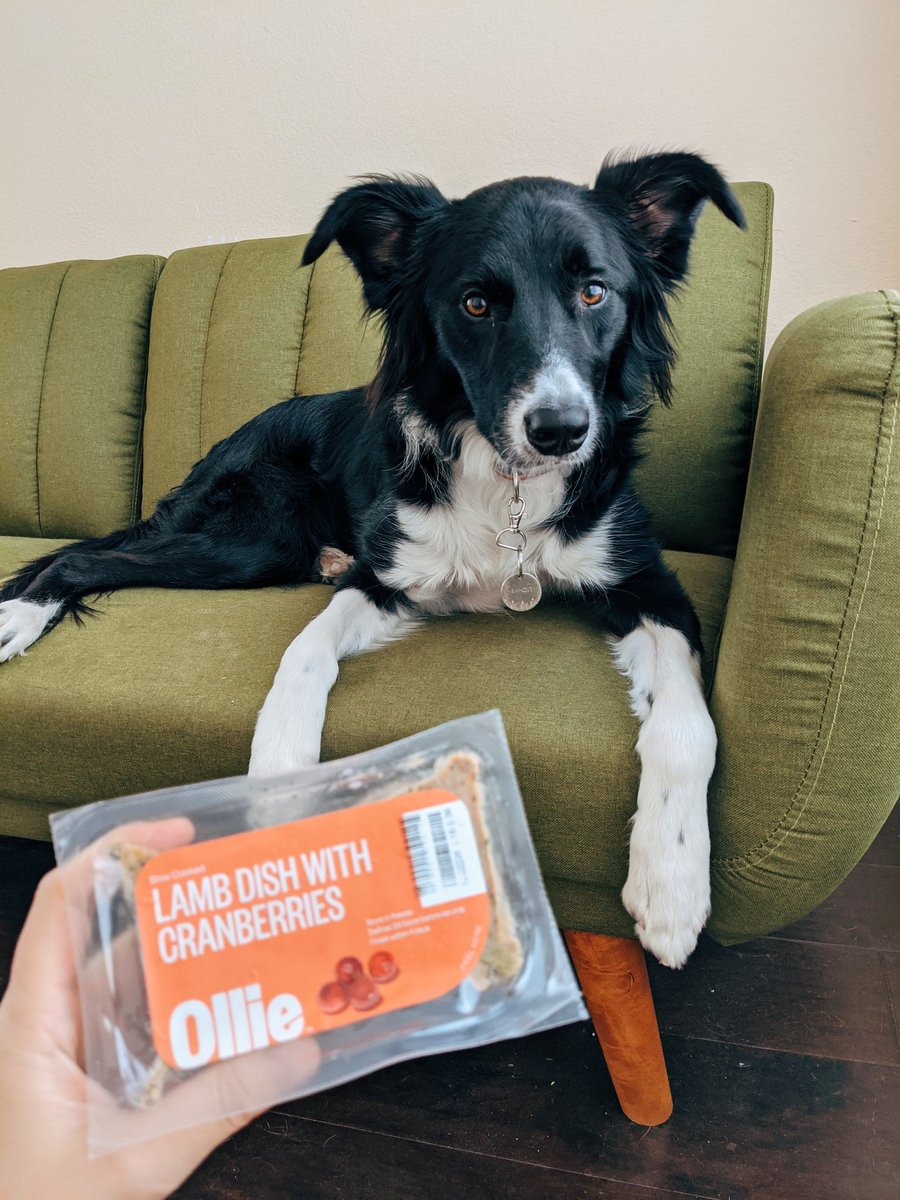 banditthebc's tweet photo. 🧡 @ollie 🧡 
#toknowthemistolovethem https://t.co/yXy92ojybC
