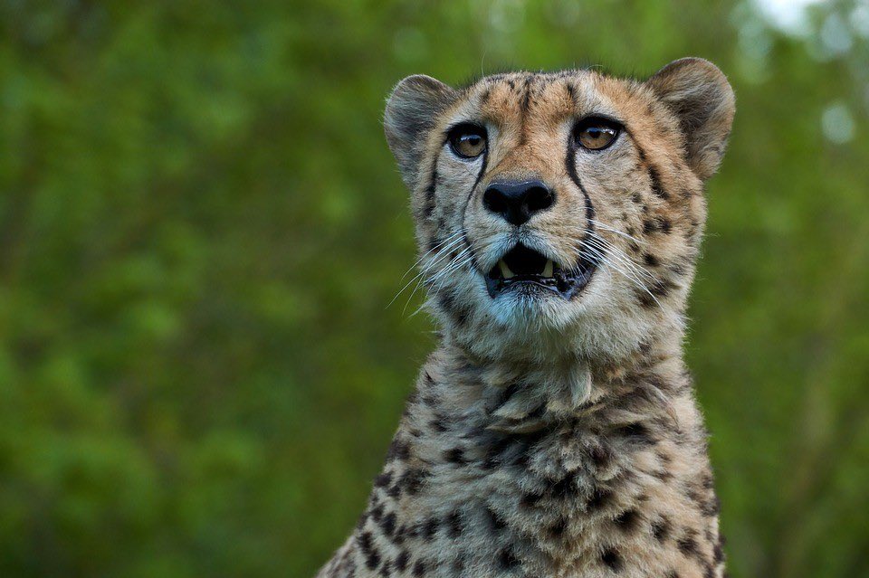 MPNaveenJindal's tweet photo. Cheetahs became extinct in India 70 years ago. 

However, we Indians never forgot them- they continued to be part of our stories, art forms and folklores. 

Today, they are back- 8 cheetahs have been brought from Namibia as part of a reintroduction program. #ProjectCheetah https://t.co/QKKzynW5Ww