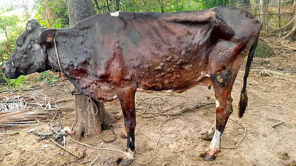 RahulRa00187358's tweet photo. #SaveCowSaveVillages  @PMOIndia @TheLallantop @ZeeNews @isro @myogiadityanath @surajbhuworld @rishavbhuworld 
Ye gaay humare desh ki shan h
Bharat ki mata hua karti thi 
1 Satyug me devtaao ne puja,2 tretayug me ram ne puja3 Dwaparyug krishan ne puja leki 4 kalyug me insaano neye https://t.co/pBCKKmOz3c