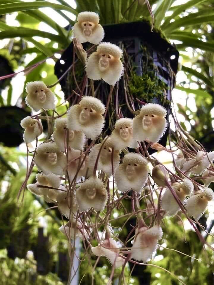This variety of orchids (Dracula Simia) look amazingly like little baby monkeys. They are indigenous to Southeastern Ecuador.