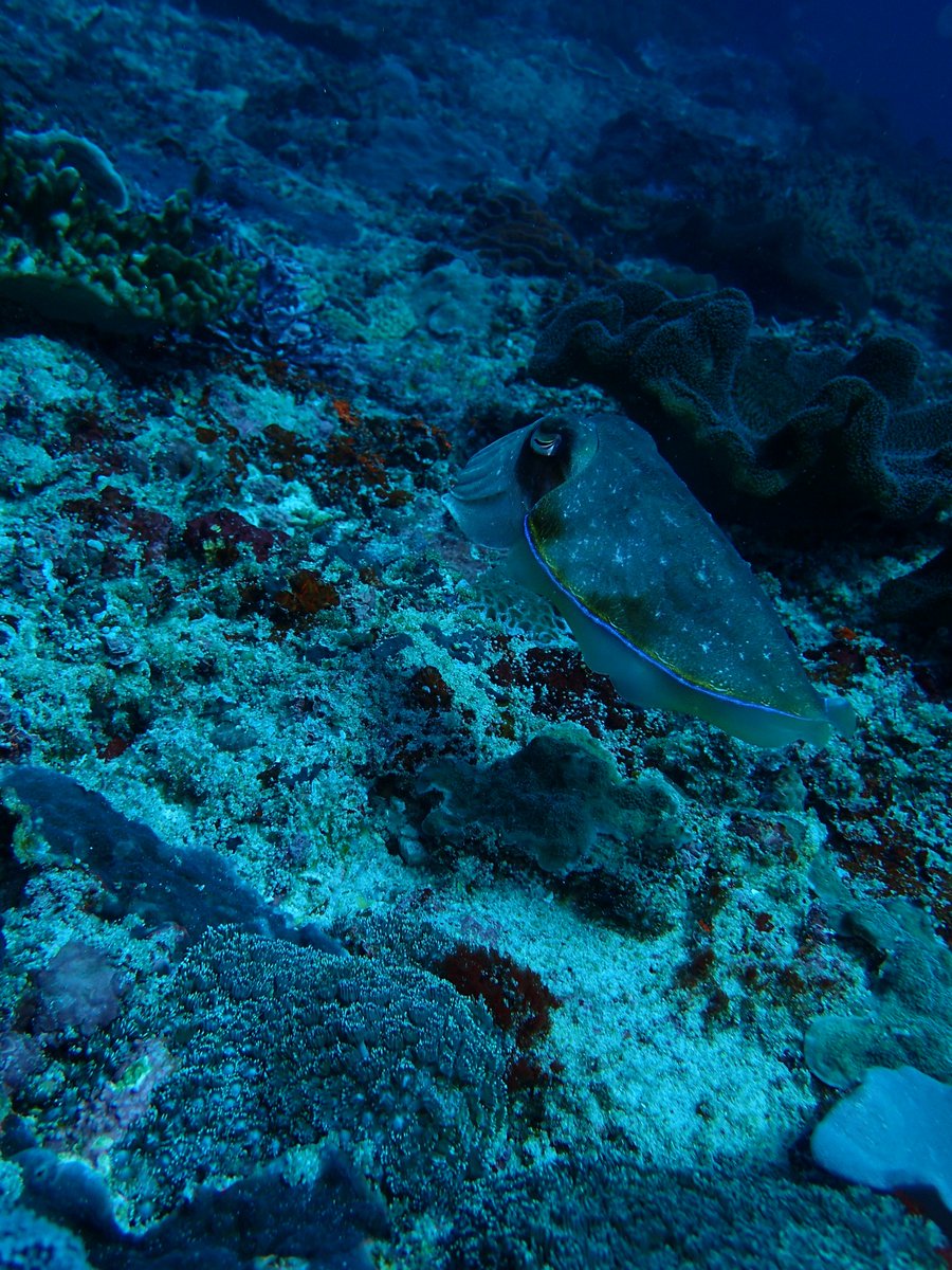 enadive's tweet photo. Come and dive with us https://t.co/HnQv5WaDgS #scuba #scubadiving #divingtrip #padidiver #divingfun #snorkeling #snorkelingfun #snorkling https://t.co/JUj2ylGo4M