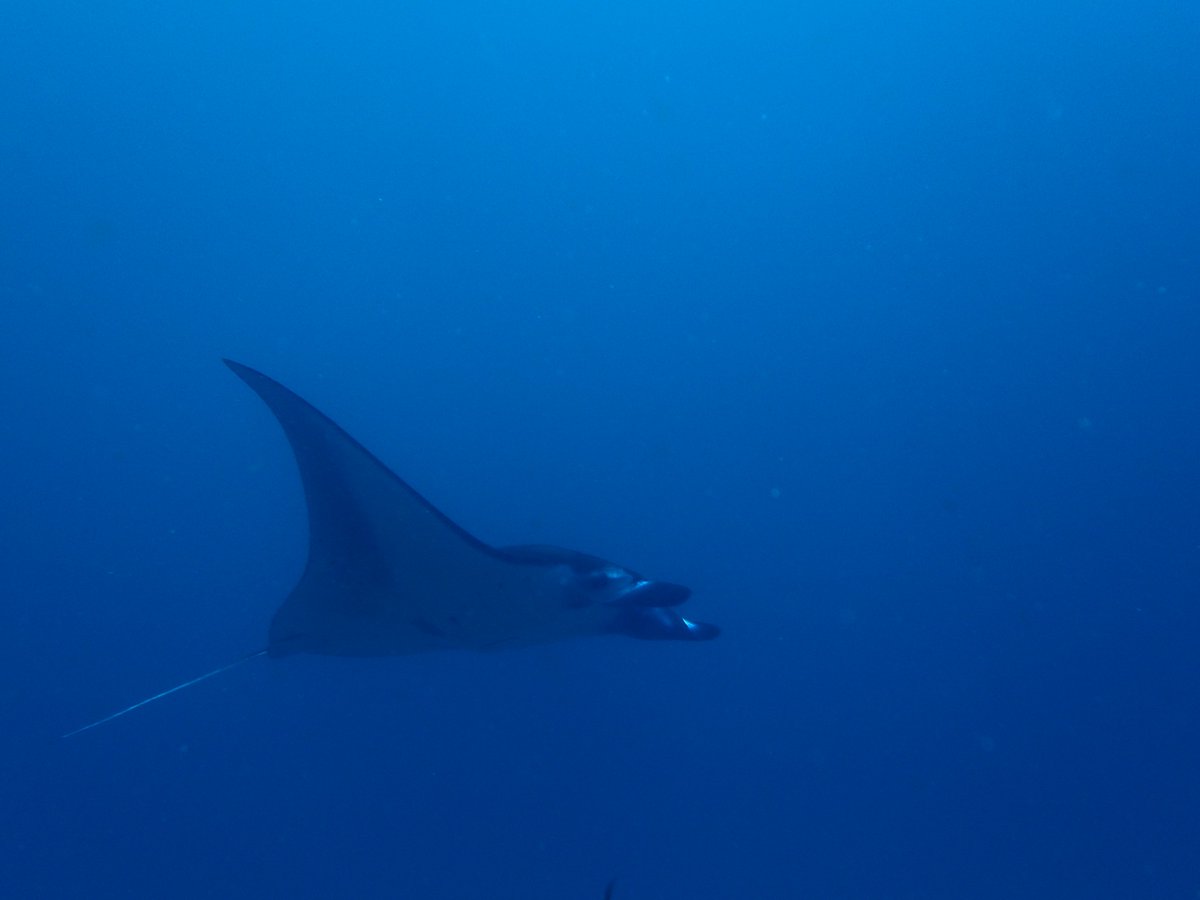 enadive's tweet photo. Come and dive with us https://t.co/HnQv5WaDgS #scuba #scubadiving #divingtrip #padidiver #divingfun #snorkeling #snorkelingfun #snorkling https://t.co/JUj2ylGo4M