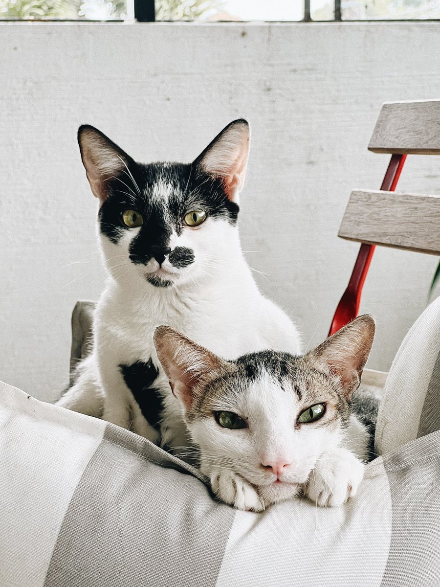 Bern | Aspin & Puspin NFT tweet media