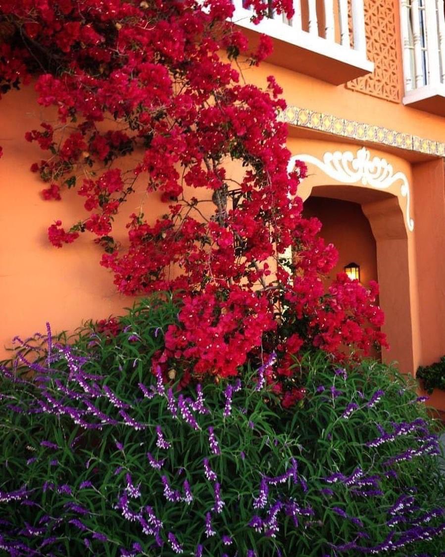 ♥️ My Bougainvillea
