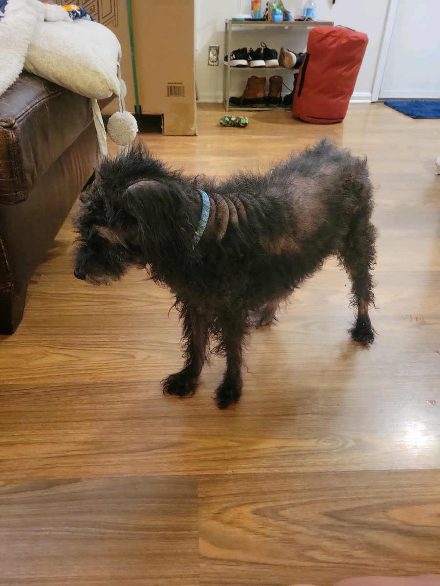 Syl_Chris's tweet photo. I have a new foster dog. His name is Shadow, and he is in rough shape after 10 years of neglect.
He's safe now and getting the care and love he deserves. I'm not sure how long he has, but we're making every second count. https://t.co/7gYfg0VvCq