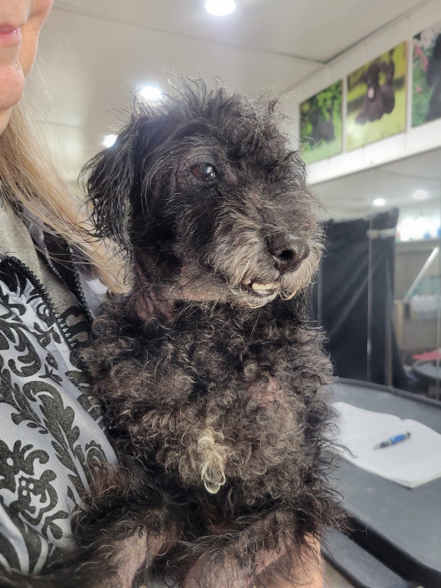 Syl_Chris's tweet photo. I have a new foster dog. His name is Shadow, and he is in rough shape after 10 years of neglect.
He's safe now and getting the care and love he deserves. I'm not sure how long he has, but we're making every second count. https://t.co/7gYfg0VvCq