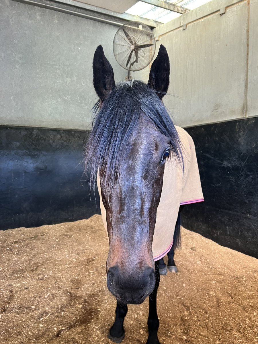 nryanracing's tweet photo. Hi Bertie 👋🏻 #PortAlbert https://t.co/U37Ku8LxqK