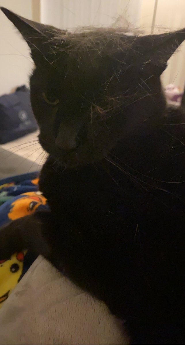 hummingfinch's tweet photo. I made him a hat out of his own hair and he doesn’t even appreciate it 😭🖤 #BlackCat #SpookySpaghetti https://t.co/7pSPbQKO1k