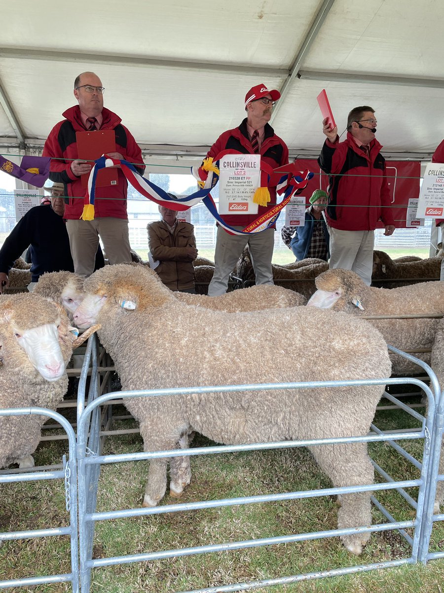 Lot 2 hits $32000 at Collinsville #ramsale to Olinda stud <a href="/stockjournal/">Stock Journal</a> <a href="/MerinoInsight/">Merino SA</a>