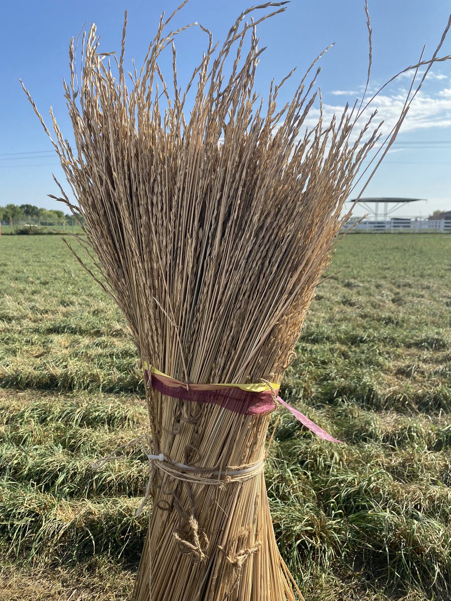 KimTranNL's tweet photo. 1st day of #MNAgAttachéTour with a visit to the Capitol and @UMNresearch has finished. Traveling with Agricultral Attachés from +20 countries. Key takeaway: Kernza, a intermediate wheat, is #food of the #future. @AgUSACAN https://t.co/R6gZ0FeYU8