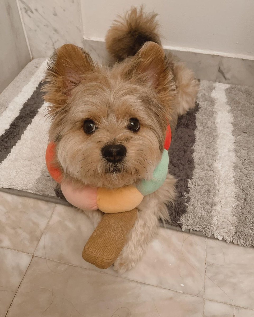 panqi92597447's tweet photo. Mom, are you crazy?#puppyface #yorkieboy #cuteboy #pomsky #pommix #pet #yorkie #yorkiepom #yorkiepuppy #yorkiepoo #yorkipom #yoranian #pomeranian #pommix #yorkshire #yorkiemix #nyctrain #porkie #dogtraining #pomeranian #puppy #puppylove #pup #puppies #puppylife https://t.co/XAEpBEh0Pv
