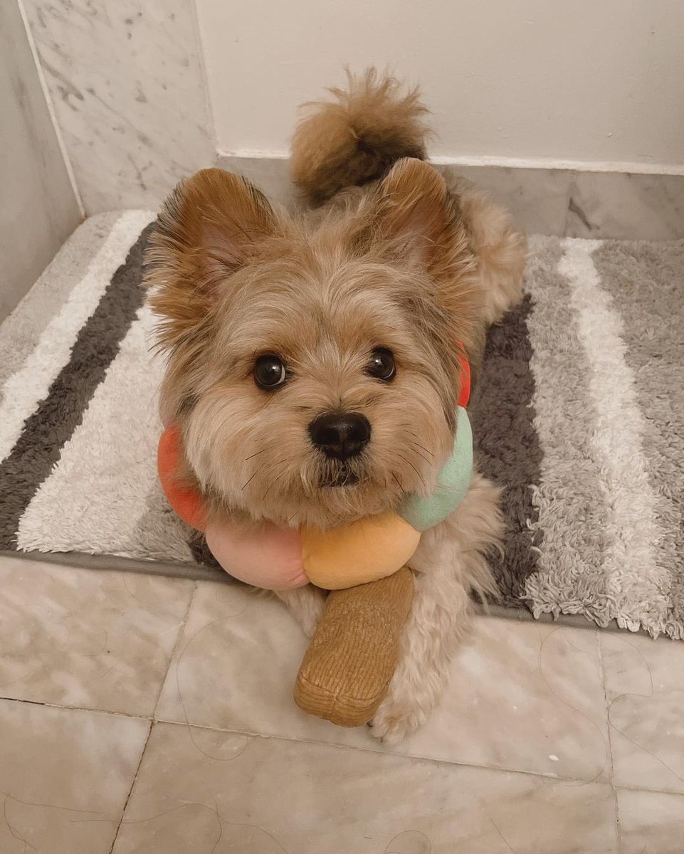 panqi92597447's tweet photo. Mom, are you crazy?#puppyface #yorkieboy #cuteboy #pomsky #pommix #pet #yorkie #yorkiepom #yorkiepuppy #yorkiepoo #yorkipom #yoranian #pomeranian #pommix #yorkshire #yorkiemix #nyctrain #porkie #dogtraining #pomeranian #puppy #puppylove #pup #puppies #puppylife https://t.co/XAEpBEh0Pv